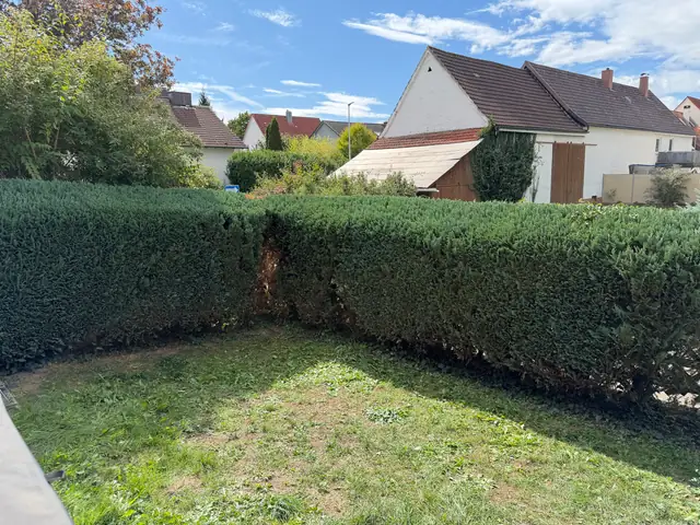 Frisch geschnittene Thuja-Hecke und gemähter Rasen in einem Garten in Ulm